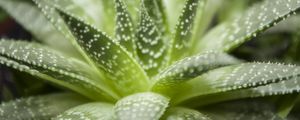 Preview wallpaper haworthia, flower, houseplant, close-up