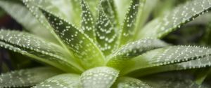 Preview wallpaper haworthia, flower, houseplant, close-up