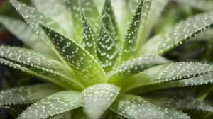 Preview wallpaper haworthia, flower, houseplant, close-up