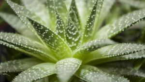 Preview wallpaper haworthia, flower, houseplant, close-up