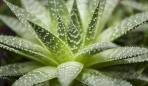 Preview wallpaper haworthia, flower, houseplant, close-up