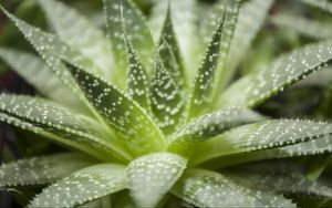 Preview wallpaper haworthia, flower, houseplant, close-up