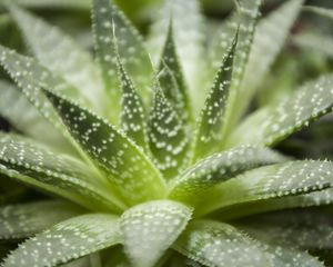 Preview wallpaper haworthia, flower, houseplant, close-up