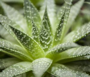 Preview wallpaper haworthia, flower, houseplant, close-up