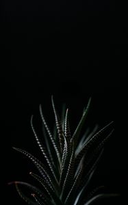 Preview wallpaper haworthia, succulent, plant, leaves, dark