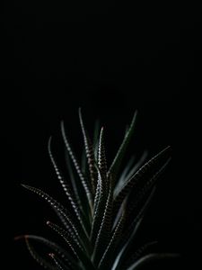 Preview wallpaper haworthia, succulent, plant, leaves, dark