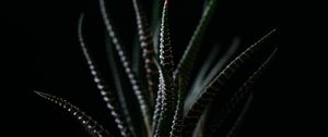 Preview wallpaper haworthia, succulent, plant, leaves, dark