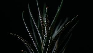 Preview wallpaper haworthia, succulent, plant, leaves, dark