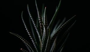 Preview wallpaper haworthia, succulent, plant, leaves, dark