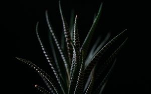 Preview wallpaper haworthia, succulent, plant, leaves, dark