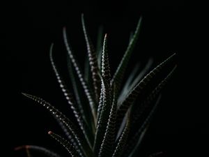 Preview wallpaper haworthia, succulent, plant, leaves, dark