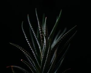 Preview wallpaper haworthia, succulent, plant, leaves, dark