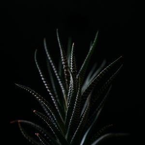 Preview wallpaper haworthia, succulent, plant, leaves, dark