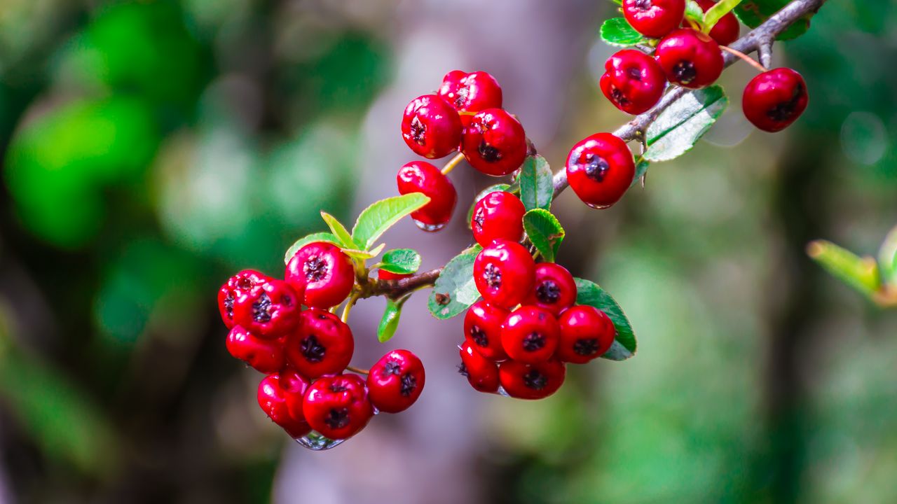 Wallpaper hawthorn, berries, branch, macro