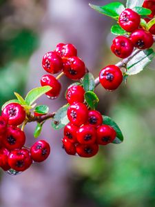 Preview wallpaper hawthorn, berries, branch, macro