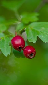 Preview wallpaper hawthorn, berries, leaves, macro