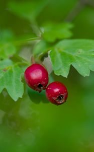 Preview wallpaper hawthorn, berries, leaves, macro