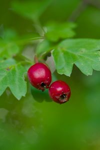 Preview wallpaper hawthorn, berries, leaves, macro