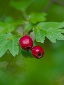 Preview wallpaper hawthorn, berries, leaves, macro