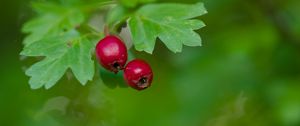 Preview wallpaper hawthorn, berries, leaves, macro