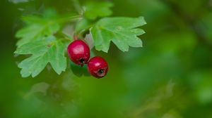 Preview wallpaper hawthorn, berries, leaves, macro