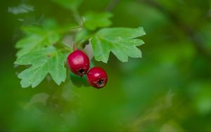 Preview wallpaper hawthorn, berries, leaves, macro