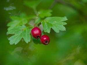 Preview wallpaper hawthorn, berries, leaves, macro