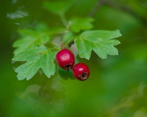 Preview wallpaper hawthorn, berries, leaves, macro