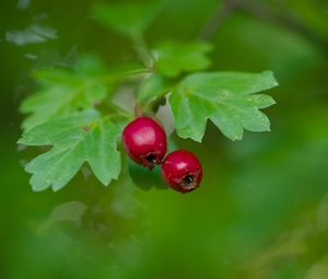 Preview wallpaper hawthorn, berries, leaves, macro