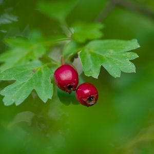 Preview wallpaper hawthorn, berries, leaves, macro