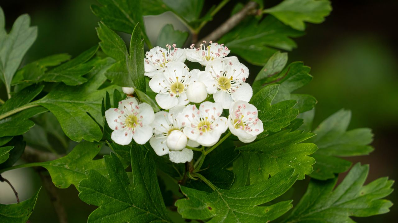 Wallpaper hawthorn, flowers, leaves, bush