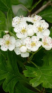 Preview wallpaper hawthorn, flowers, leaves, bush