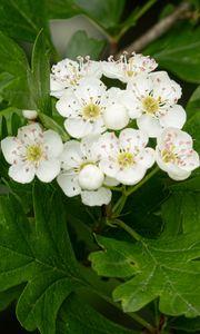 Preview wallpaper hawthorn, flowers, leaves, bush