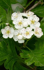 Preview wallpaper hawthorn, flowers, leaves, bush