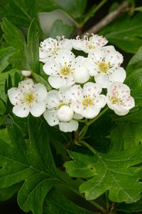 Preview wallpaper hawthorn, flowers, leaves, bush