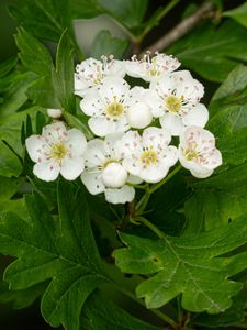 Preview wallpaper hawthorn, flowers, leaves, bush