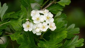 Preview wallpaper hawthorn, flowers, leaves, bush