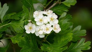 Preview wallpaper hawthorn, flowers, leaves, bush
