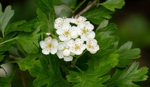 Preview wallpaper hawthorn, flowers, leaves, bush