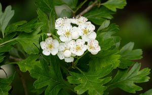 Preview wallpaper hawthorn, flowers, leaves, bush