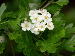 Preview wallpaper hawthorn, flowers, leaves, bush