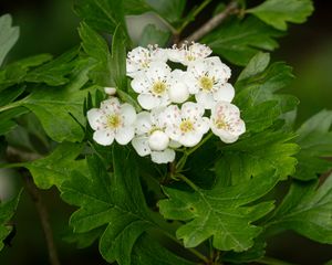 Preview wallpaper hawthorn, flowers, leaves, bush