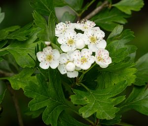 Preview wallpaper hawthorn, flowers, leaves, bush