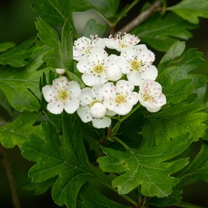 Preview wallpaper hawthorn, flowers, leaves, bush