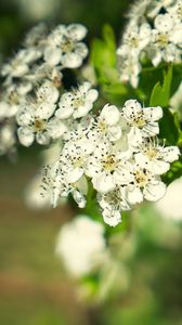 Preview wallpaper hawthorn, flowers, petals, leaves, glare
