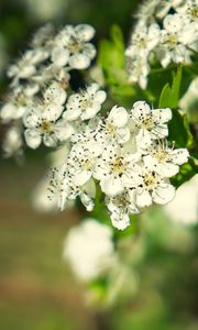 Preview wallpaper hawthorn, flowers, petals, leaves, glare