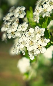 Preview wallpaper hawthorn, flowers, petals, leaves, glare