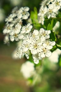 Preview wallpaper hawthorn, flowers, petals, leaves, glare