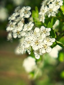 Preview wallpaper hawthorn, flowers, petals, leaves, glare