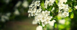 Preview wallpaper hawthorn, flowers, petals, leaves, glare